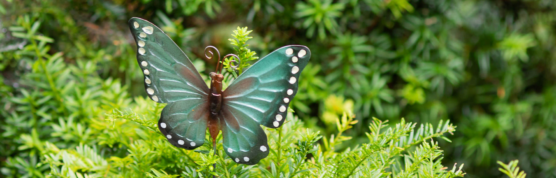Symbolbild: Grüner Schmetterling